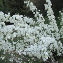 spirea prunifolia plena