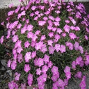 dianthus gratianopolitanus la bourboule